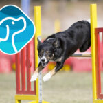 Agility Competition Event