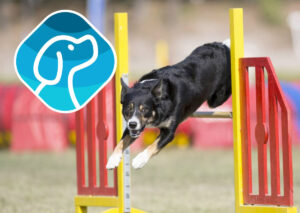Read more about the article Agility Competition Event