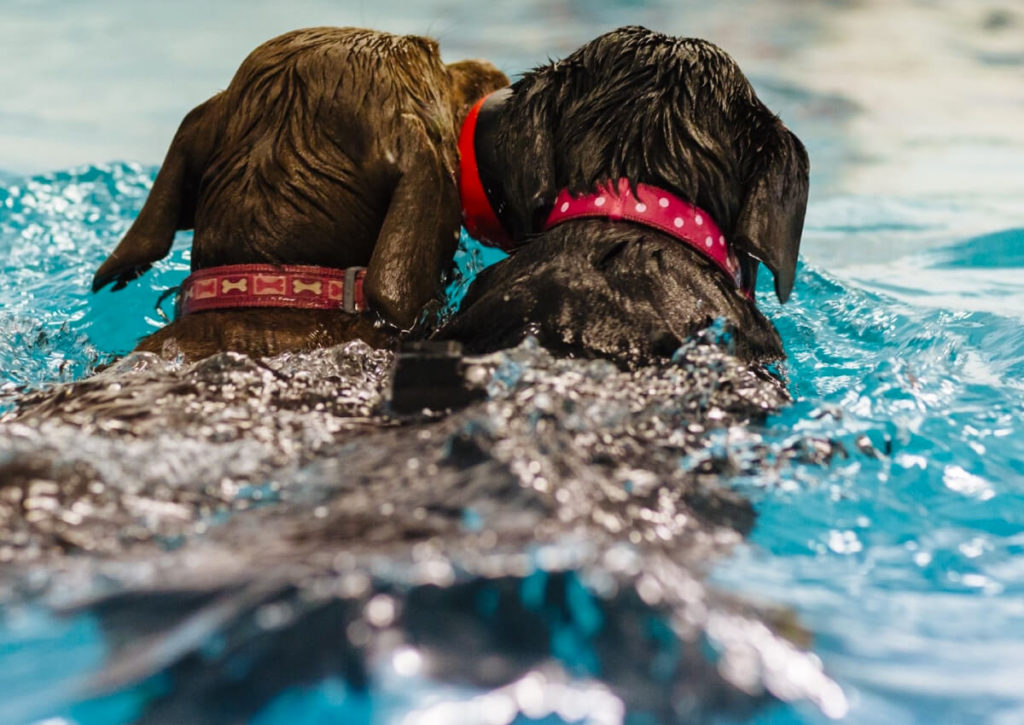 CCN-Service-Fun-Swim