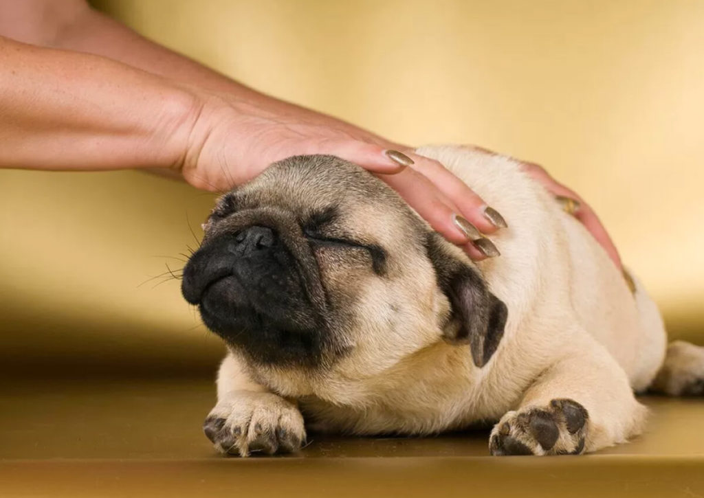 CCN-Service-Reiki